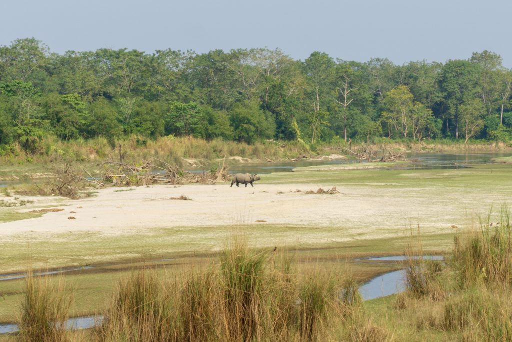 Neushoorn Chitwan